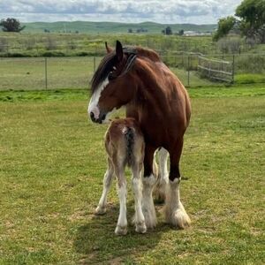 Meet your Posher, Caroline
